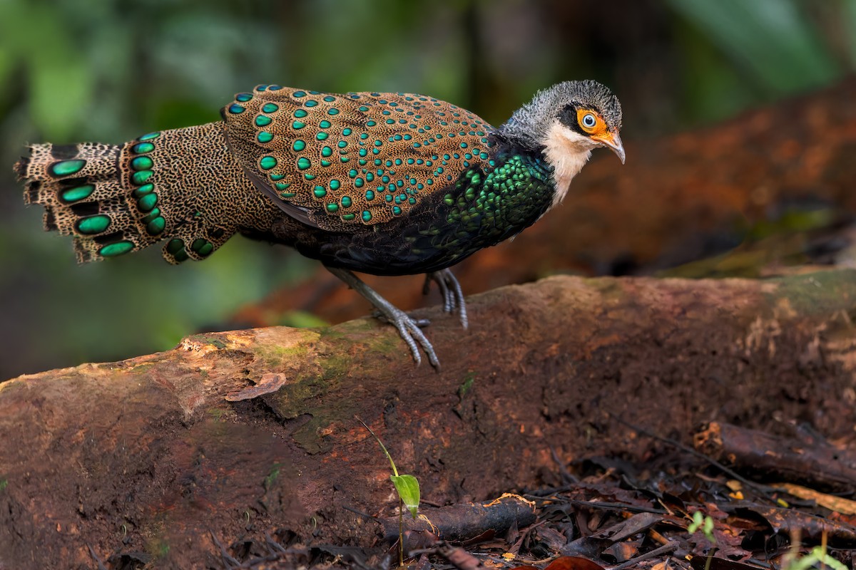 Bornean Peacock-Pheasant - Dubi Shapiro