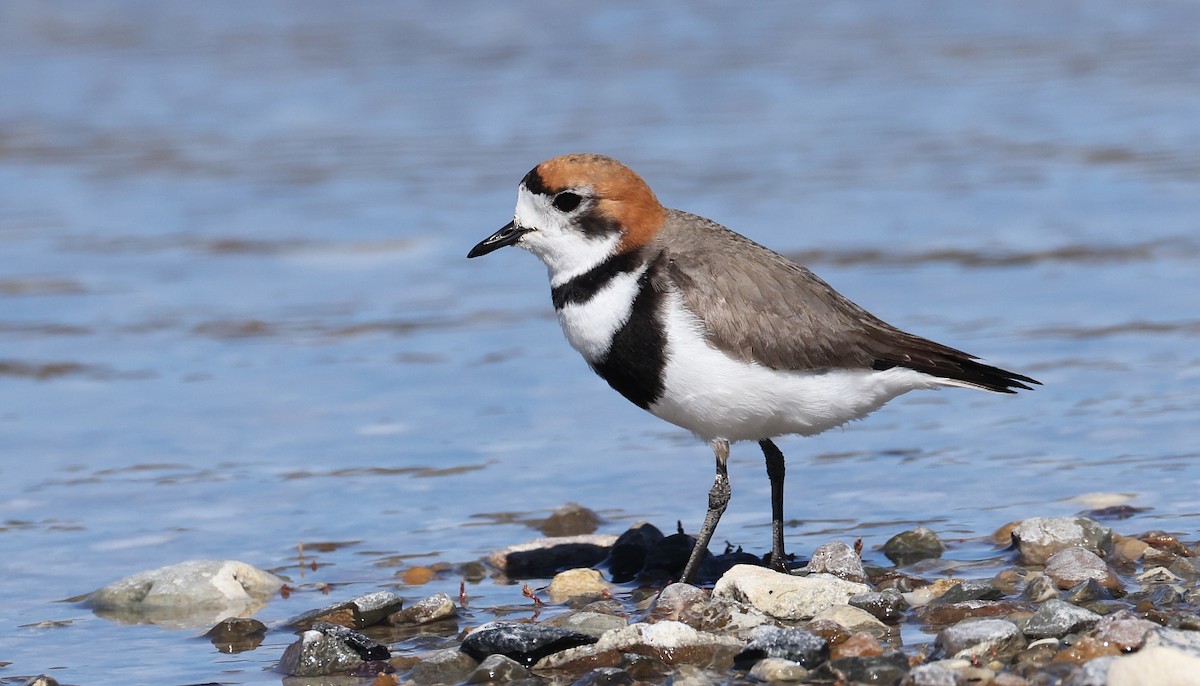 Two-banded Plover - ML611984998