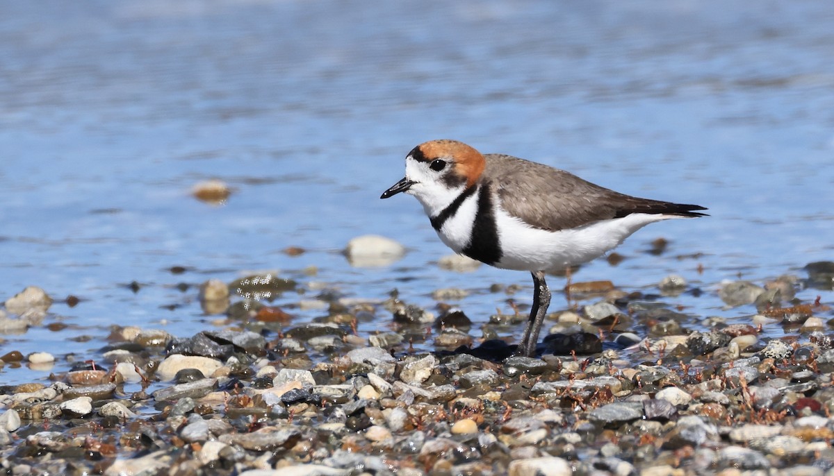 Two-banded Plover - ML611984999