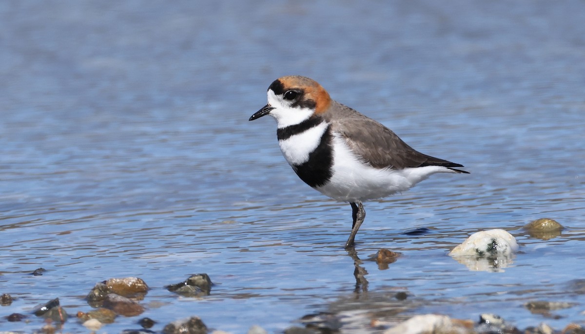 Two-banded Plover - ML611985000