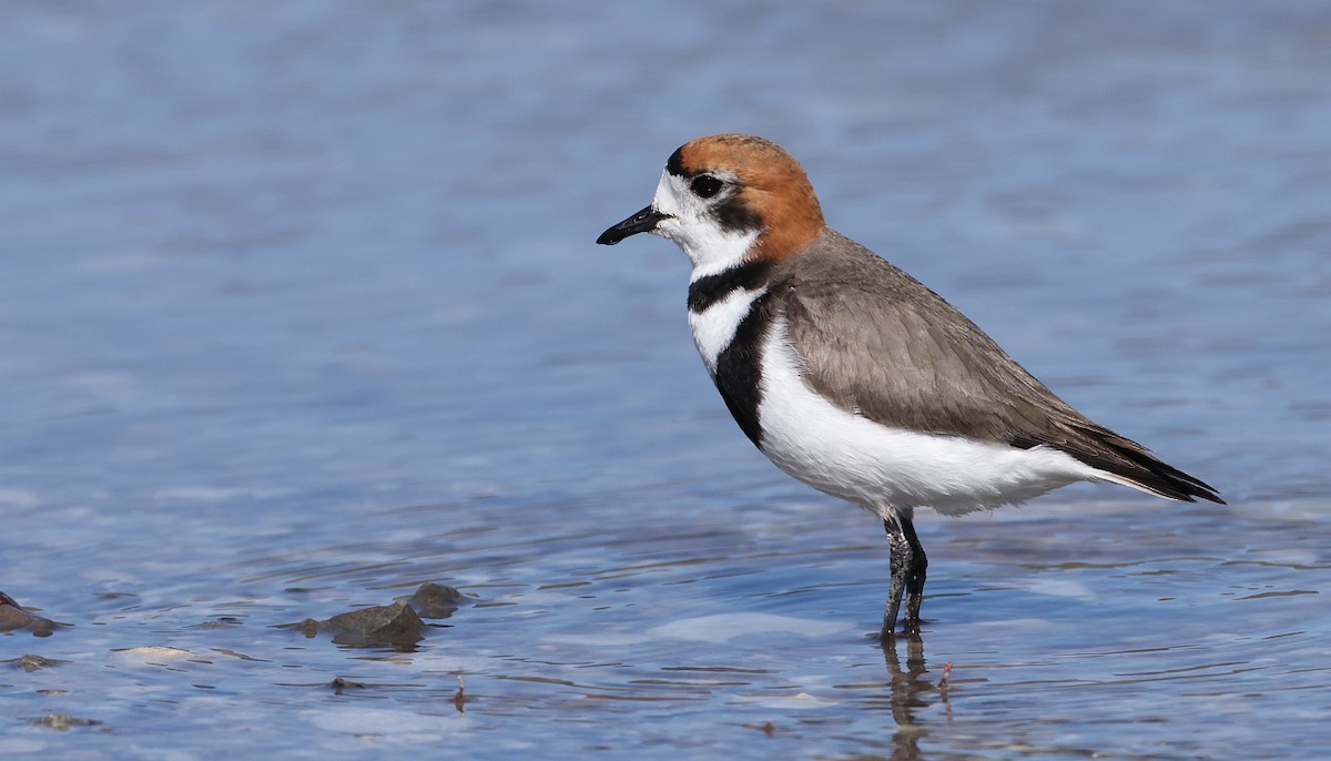 Two-banded Plover - ML611985004
