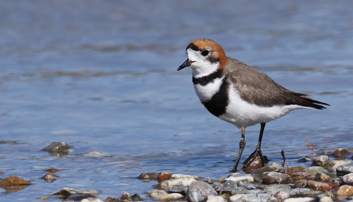 Two-banded Plover - ML611985005