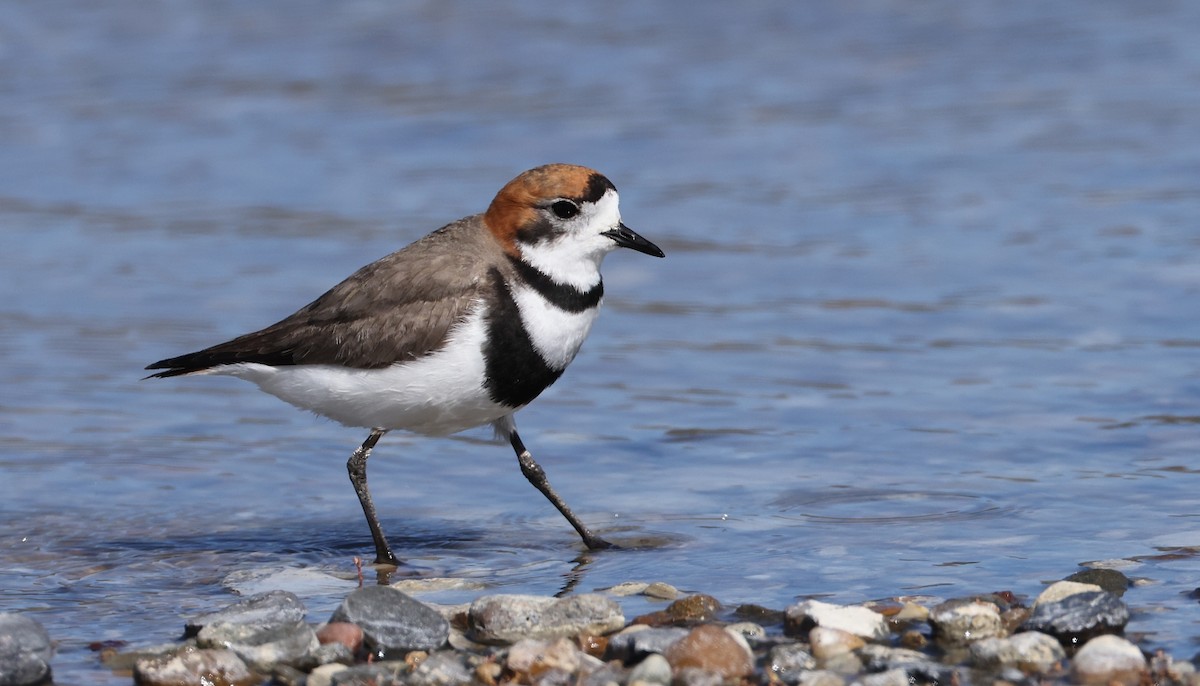 Two-banded Plover - ML611985006