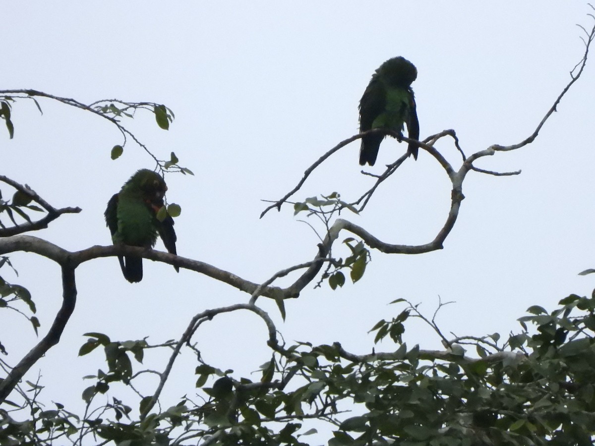 Red-fronted Parrot - ML611985674