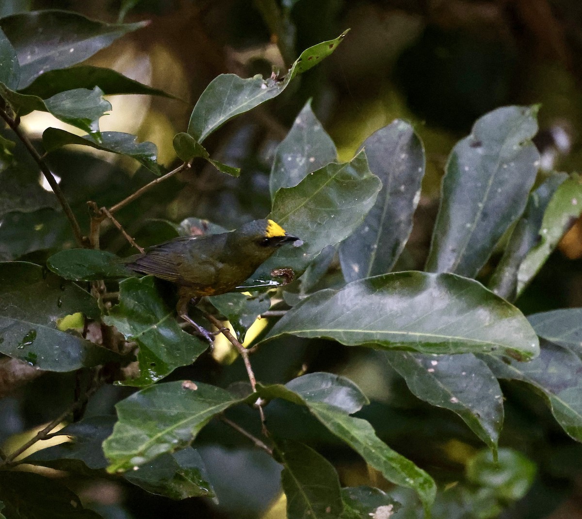 Olive-backed Euphonia - ML611985839