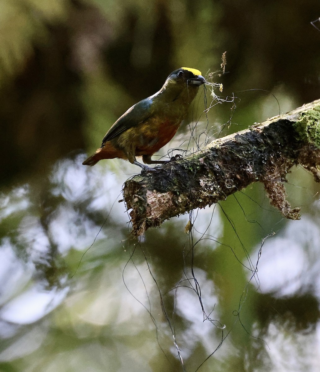 Olive-backed Euphonia - ML611985841