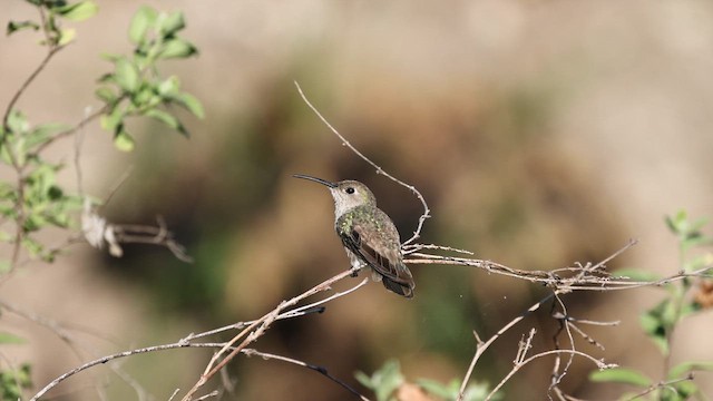 Spot-throated Hummingbird - ML611986244