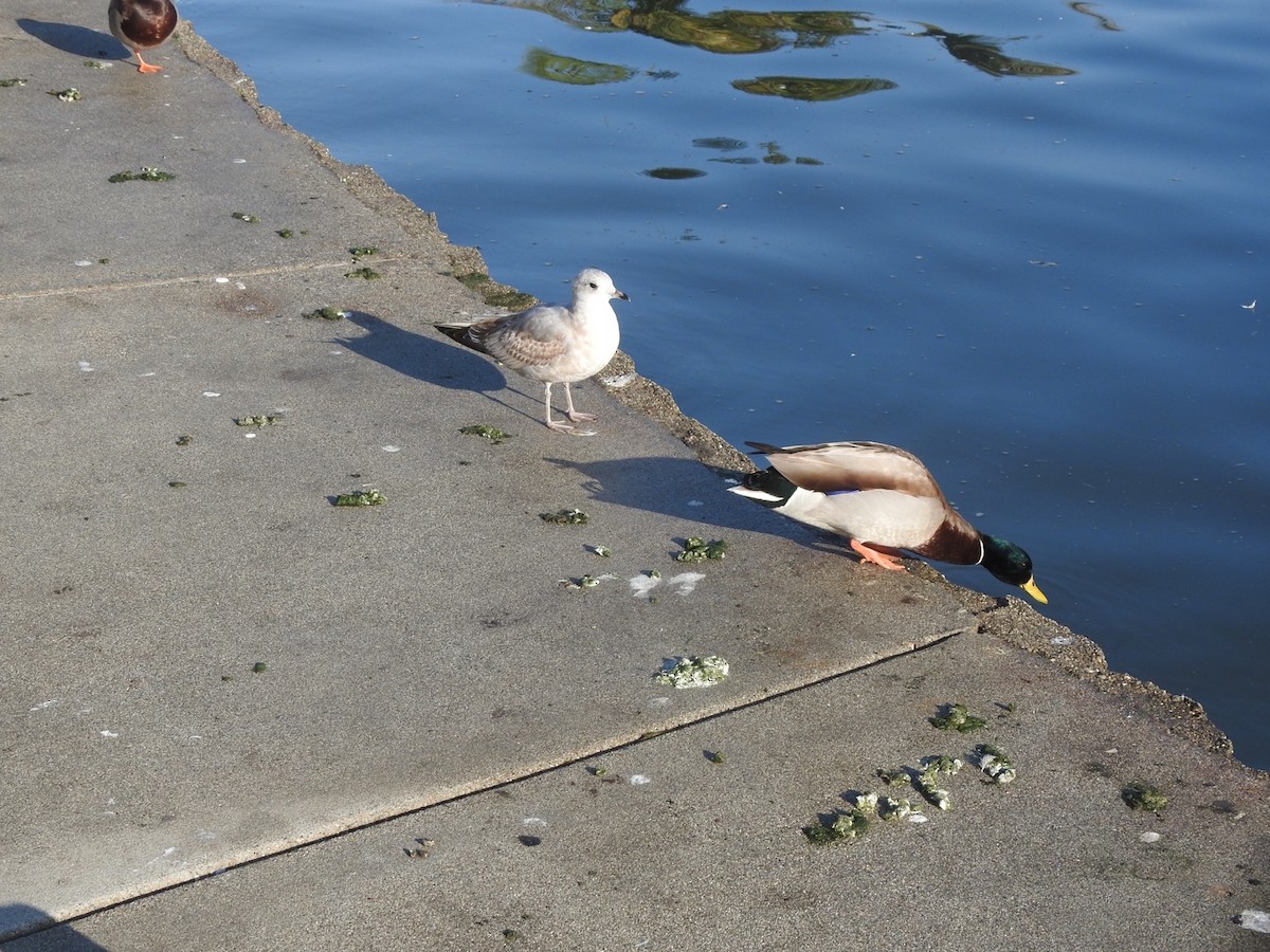 Short-billed Gull - ML611986278