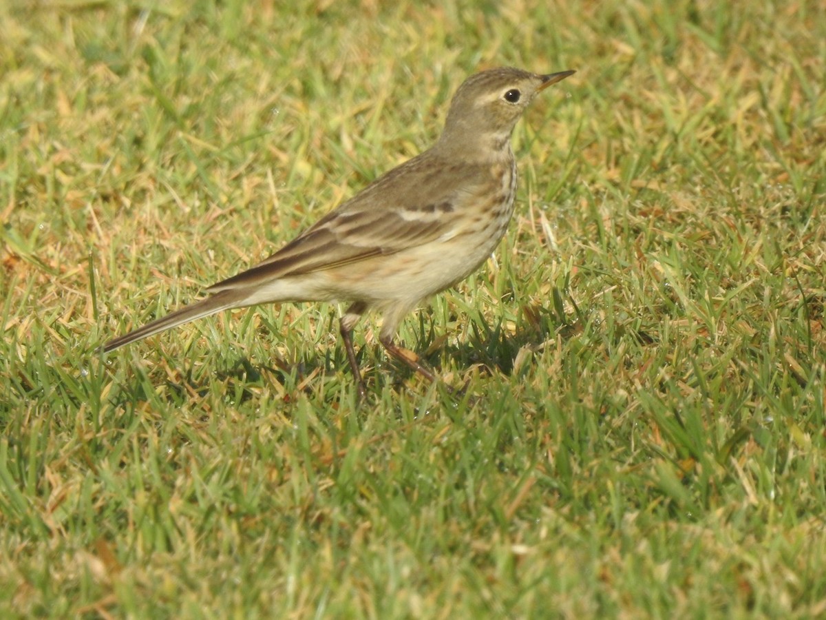 American Pipit - ML611986298