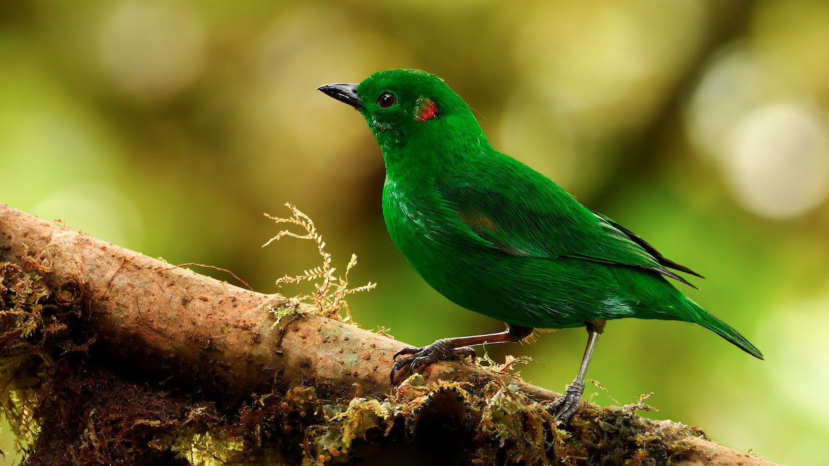 Glistening-green Tanager - Mike Melton