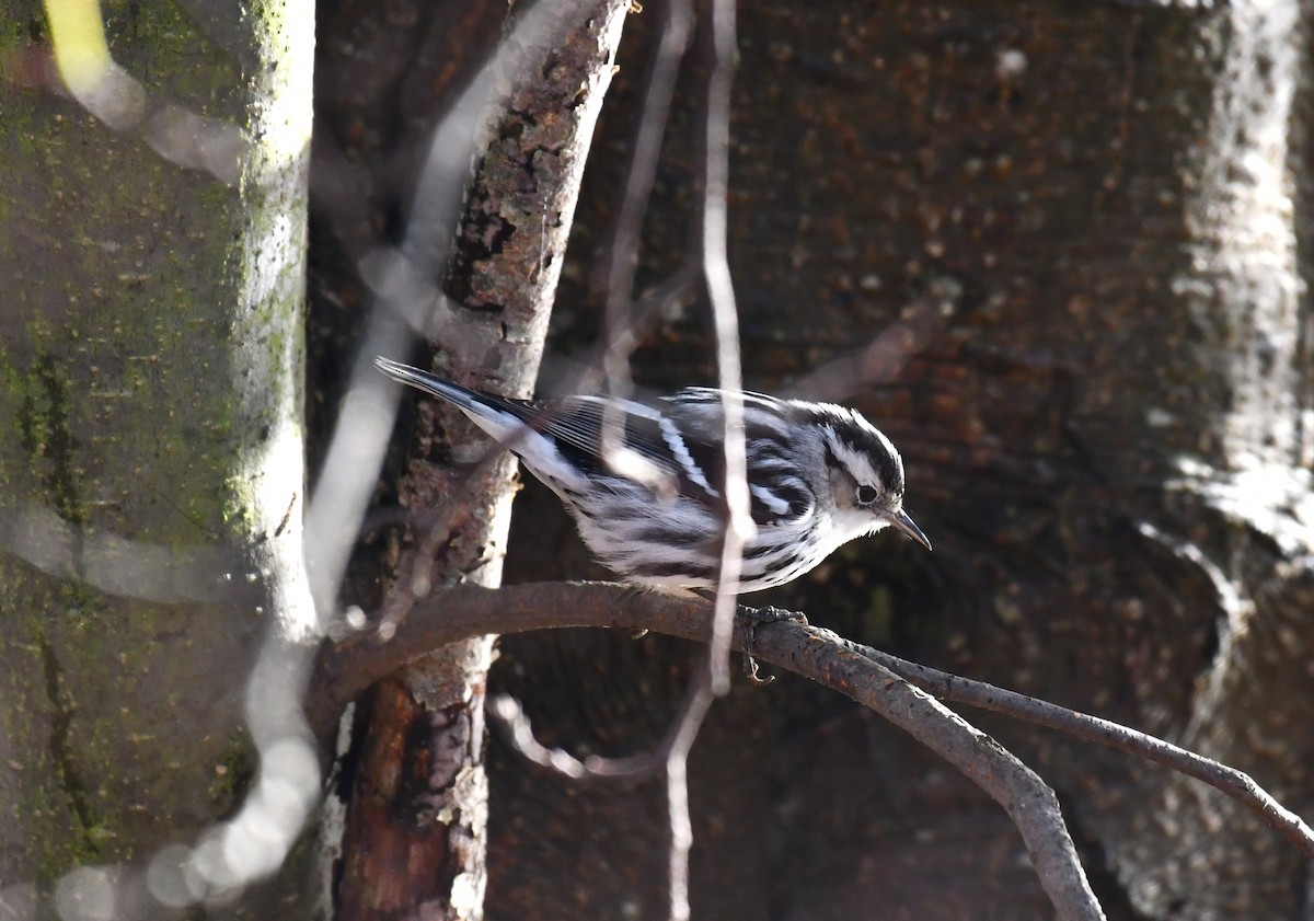 Black-and-white Warbler - ML611986419