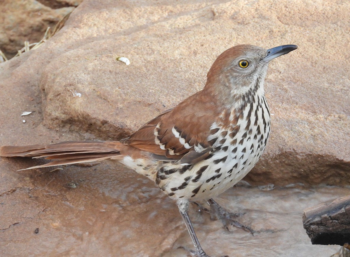 Brown Thrasher - ML611986559