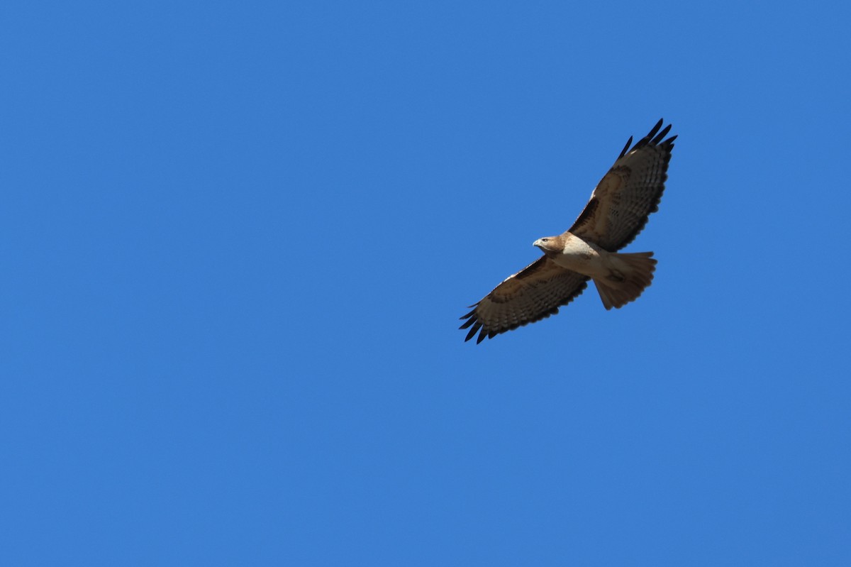 Red-tailed Hawk (fuertesi) - ML611986665