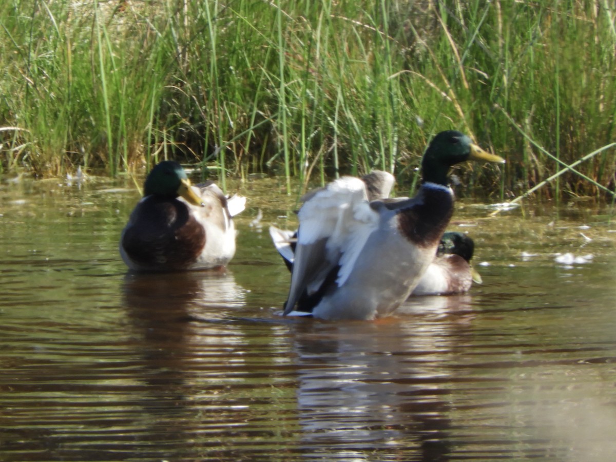 Mallard - ML611986675