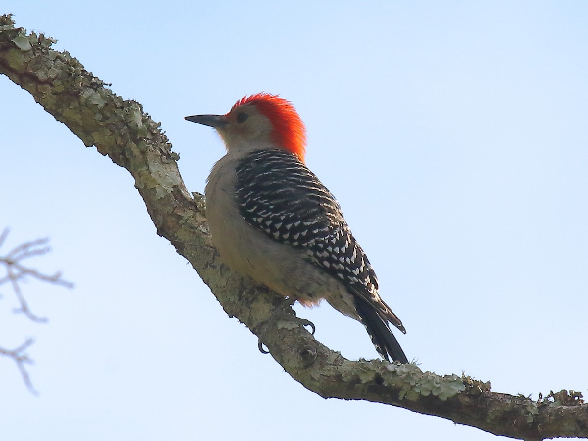 Red-bellied Woodpecker - ML611987041