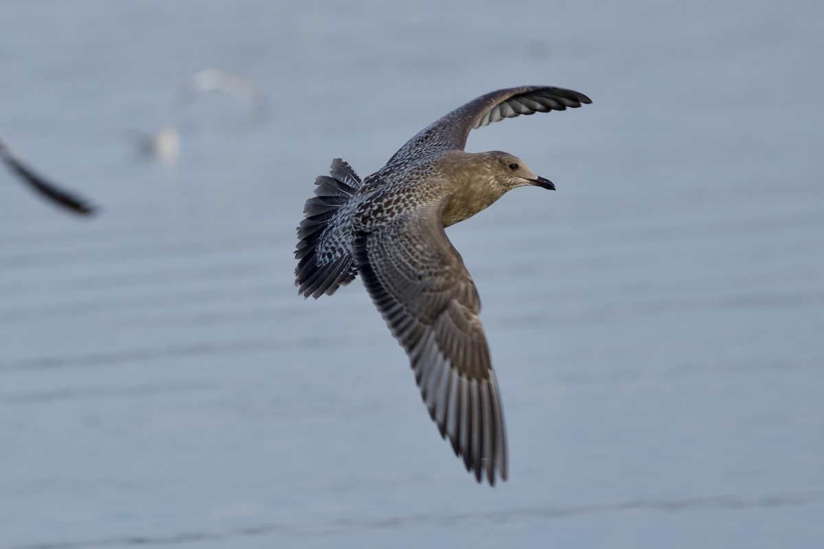 Iceland Gull (Thayer's) - Benjamin Dillard