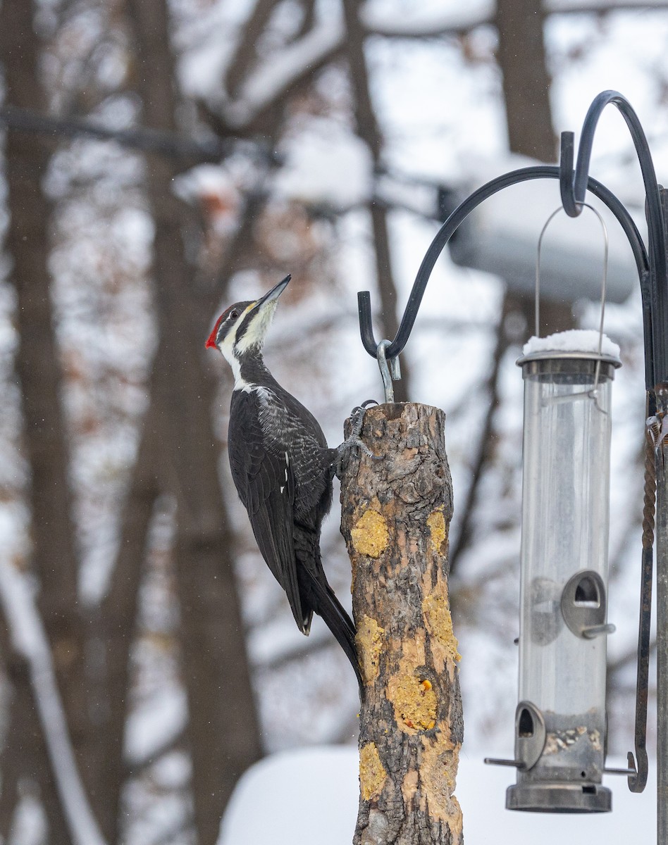 Pileated Woodpecker - ML611987392