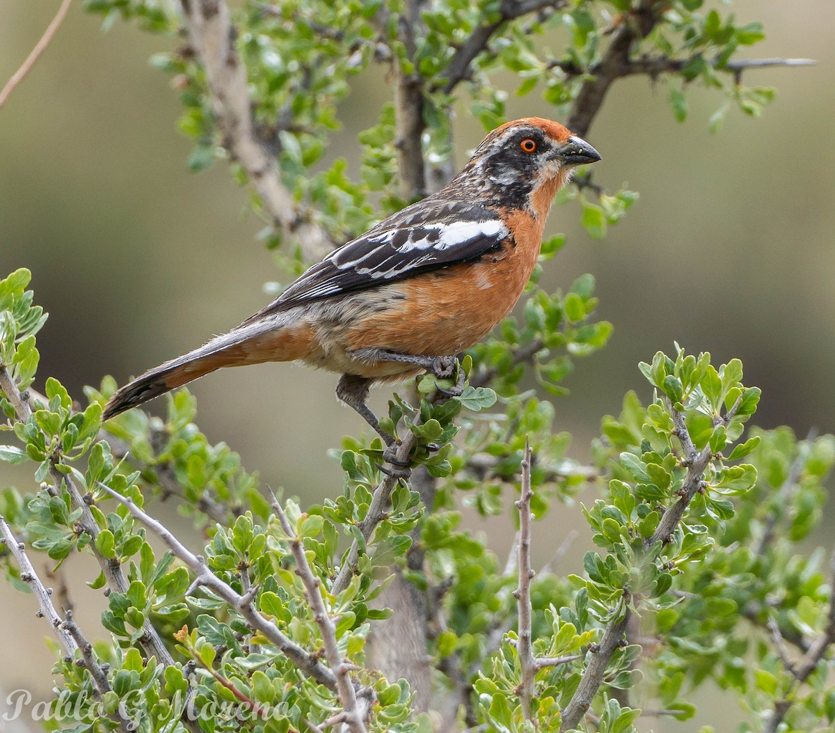 Rufous-tailed Plantcutter - ML611987495
