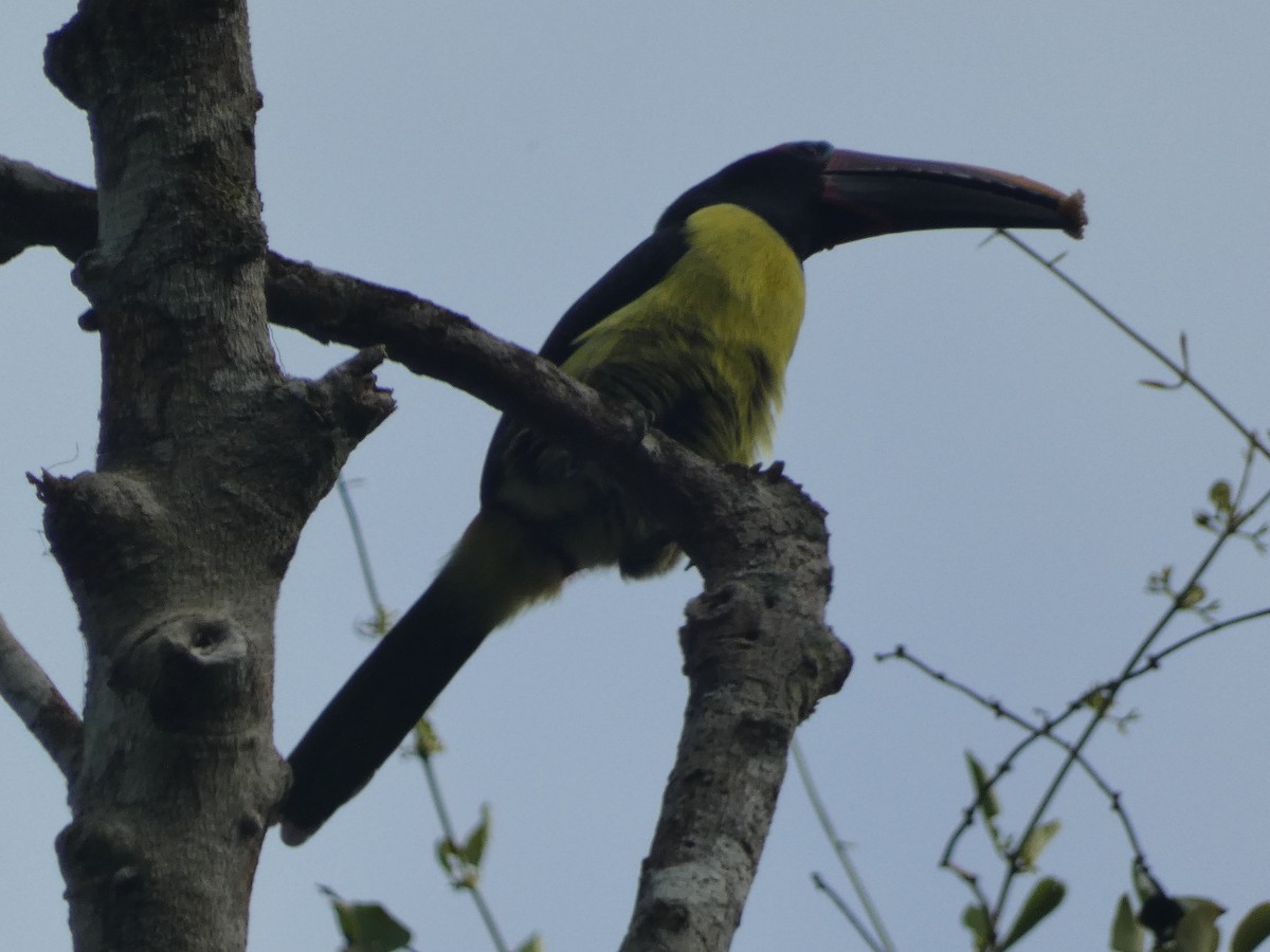 Arasarí Verde - ML611987512