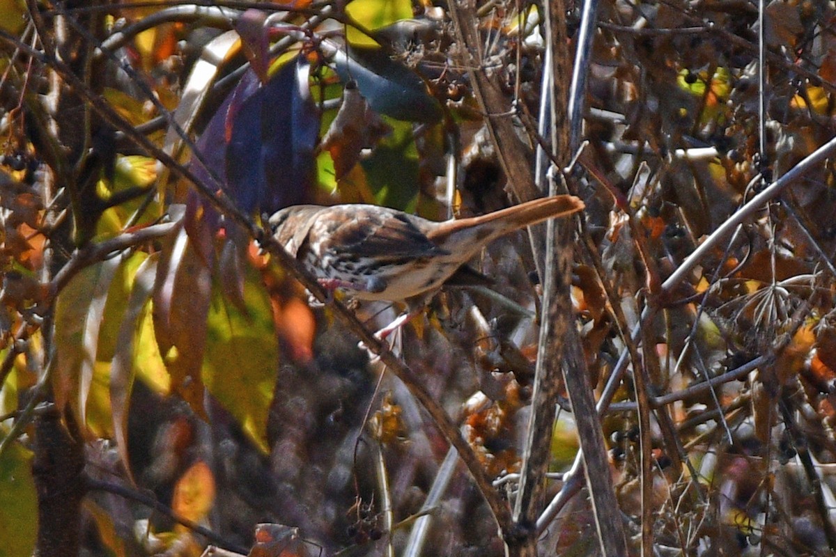 Fox Sparrow (Red) - ML611987593