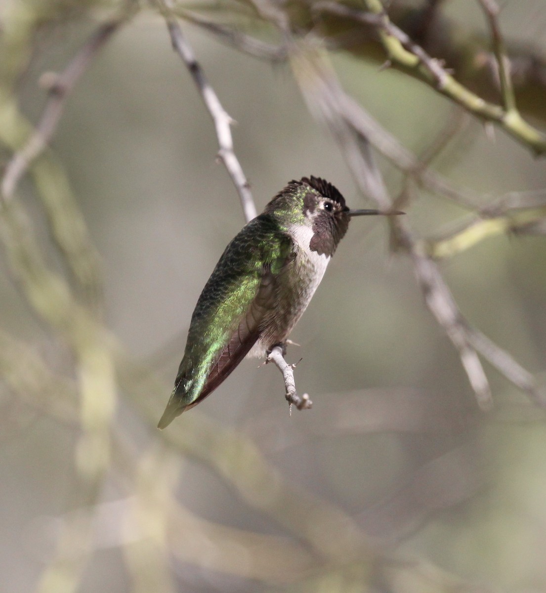 Anna's Hummingbird - ML611987707