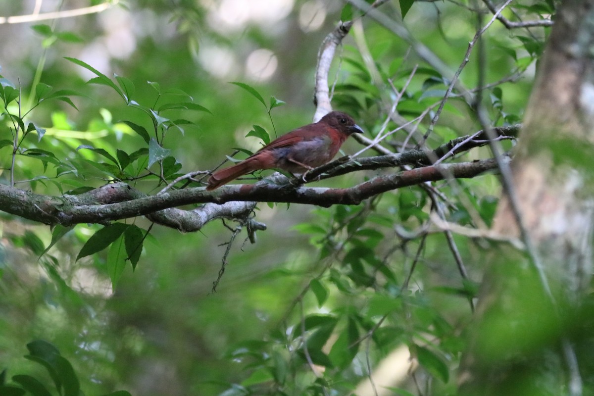 Red-crowned Ant-Tanager (Red) - ML611987860