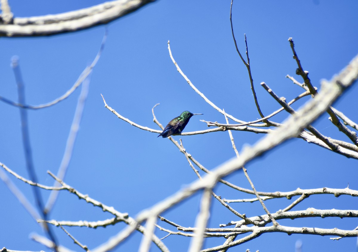 Blue-vented Hummingbird - ML611987969