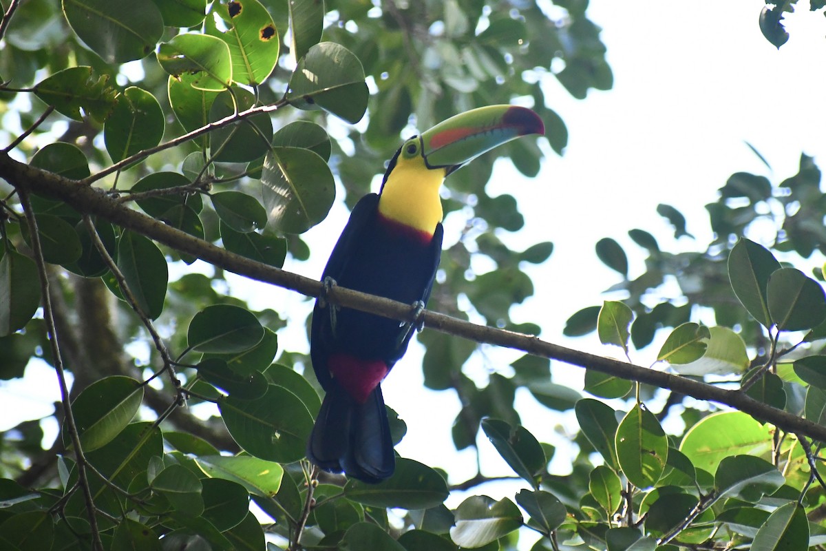 Tucán Piquiverde - ML611987988