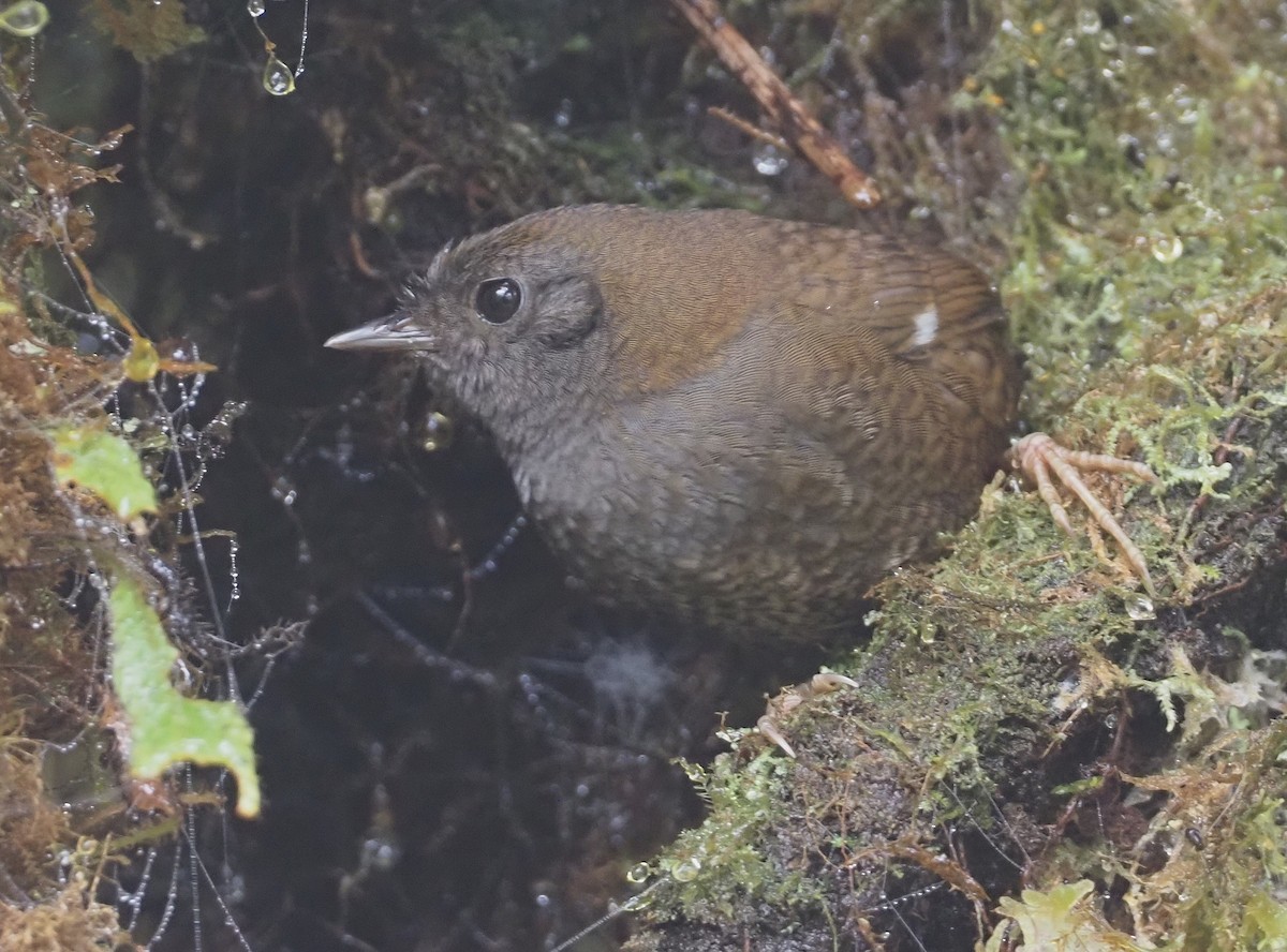 White-winged Tapaculo - ML611988047