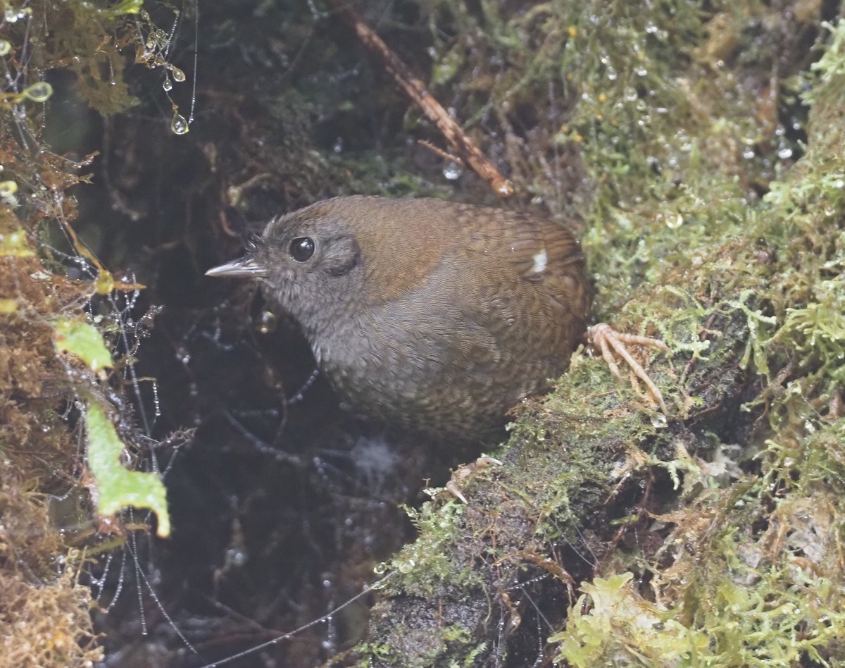 White-winged Tapaculo - ML611988055