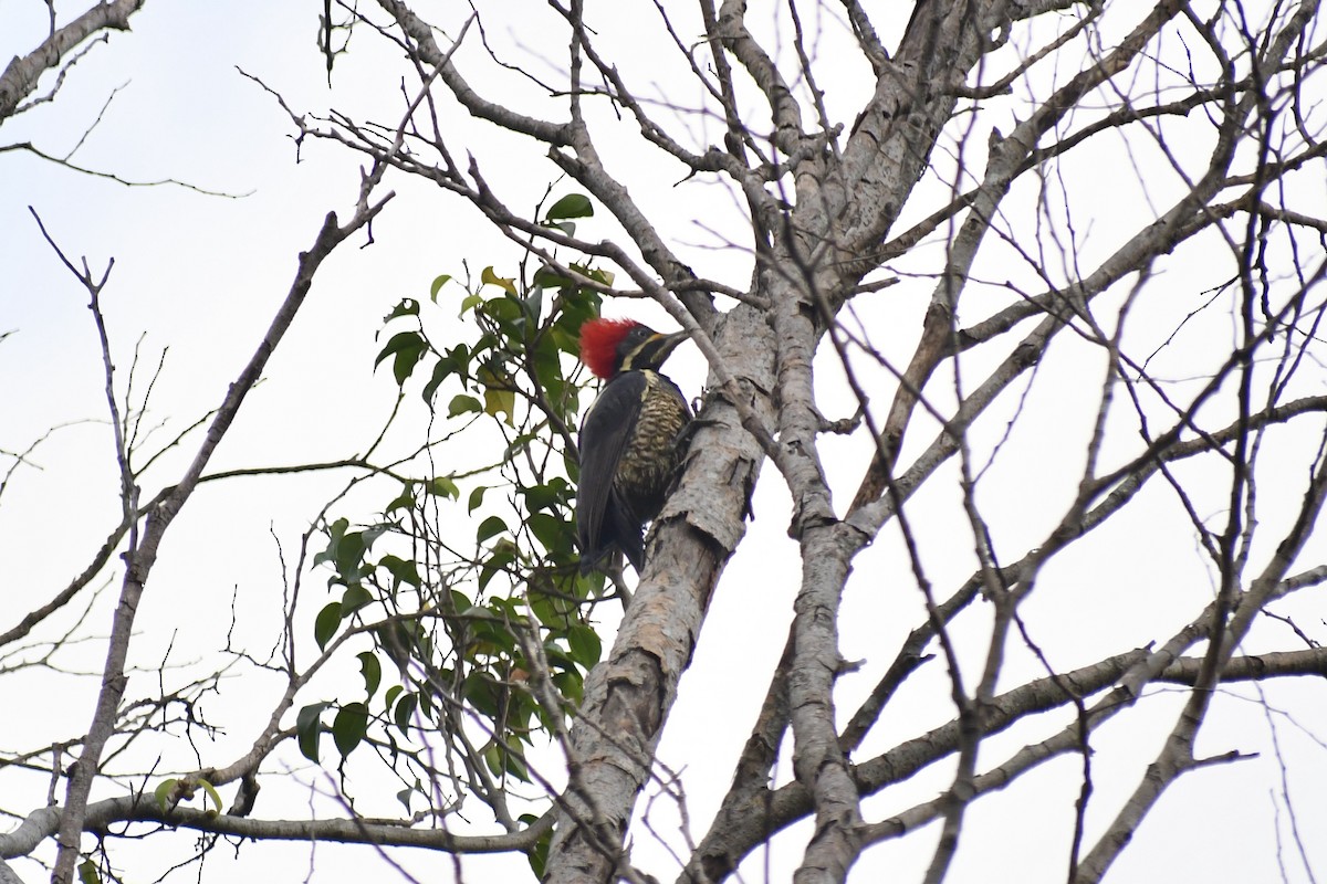 Lineated Woodpecker - ML611988112