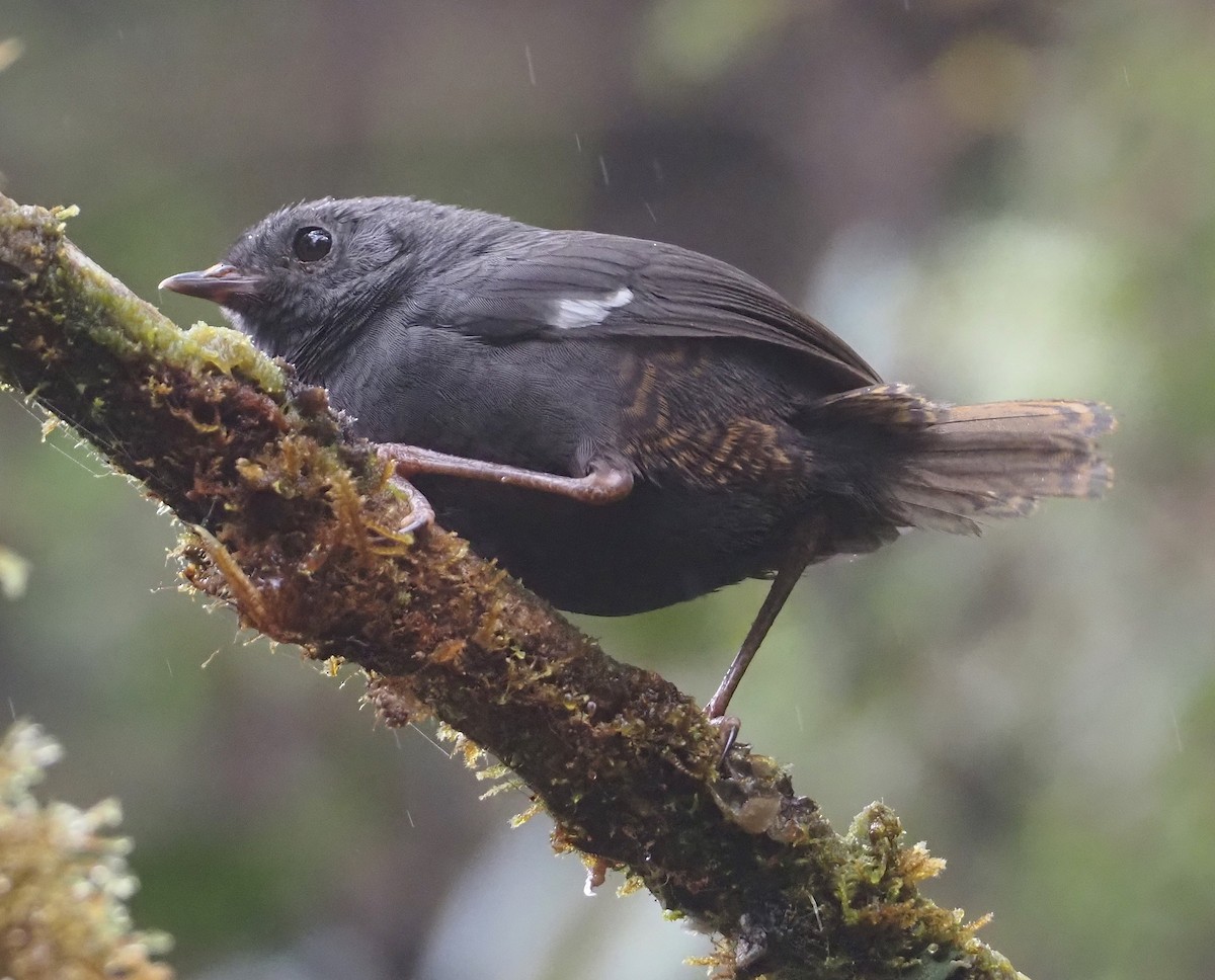 White-winged Tapaculo - ML611988121