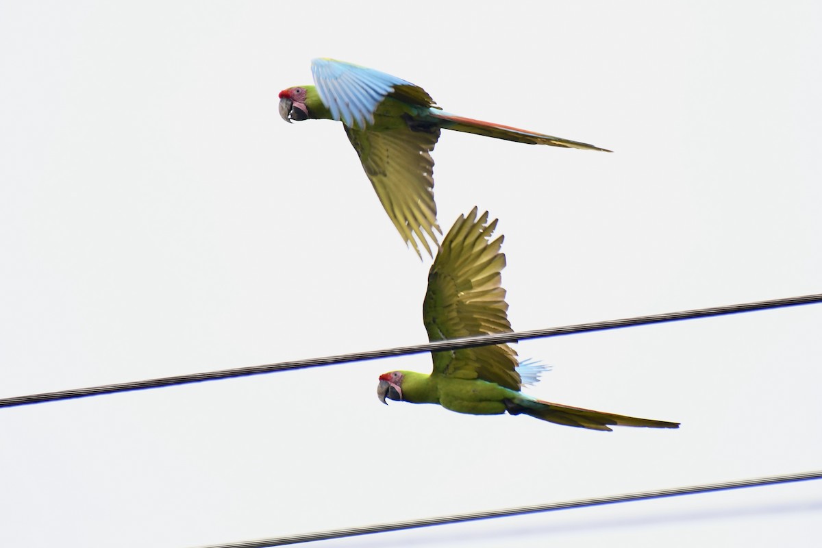 Great Green Macaw - ML611988127
