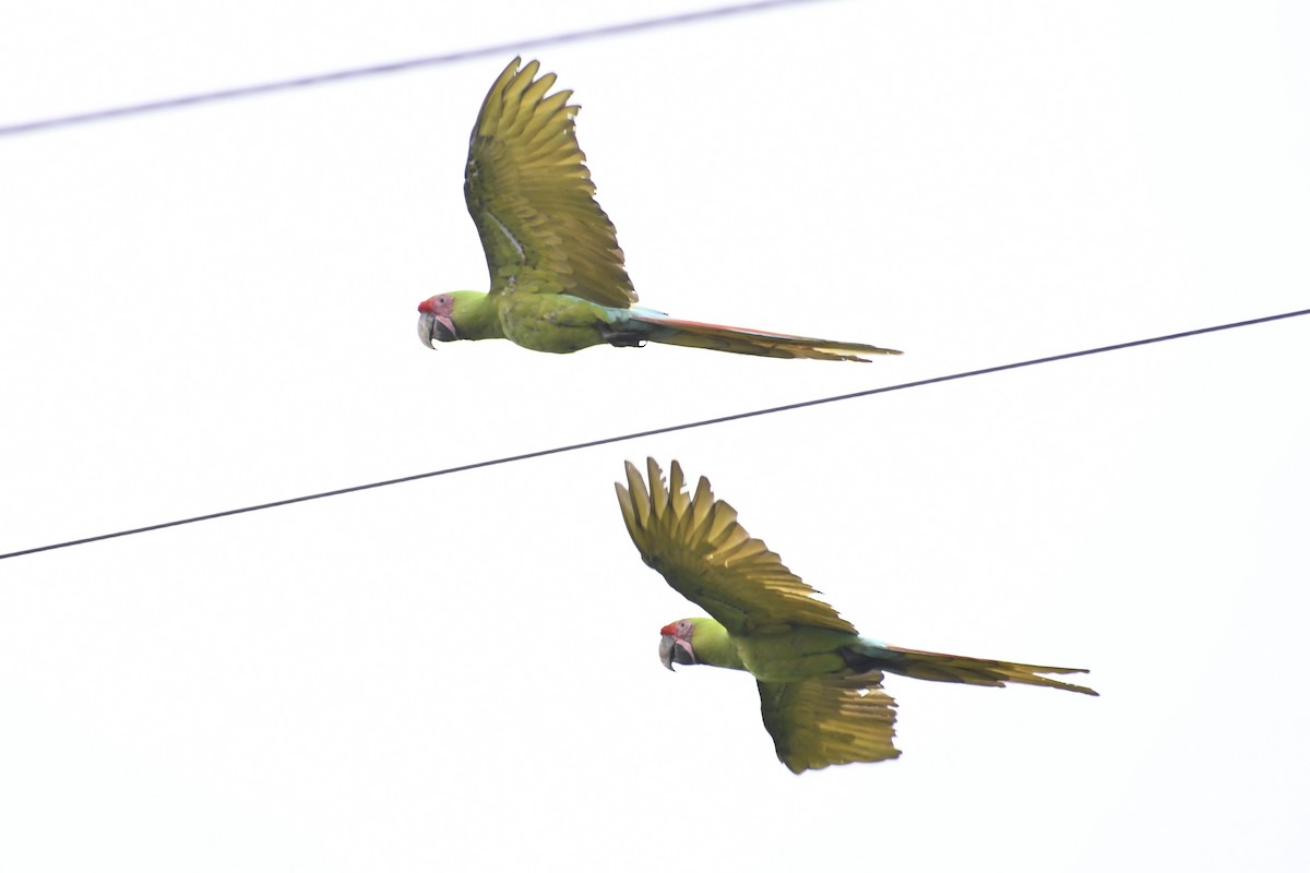 Great Green Macaw - ML611988128