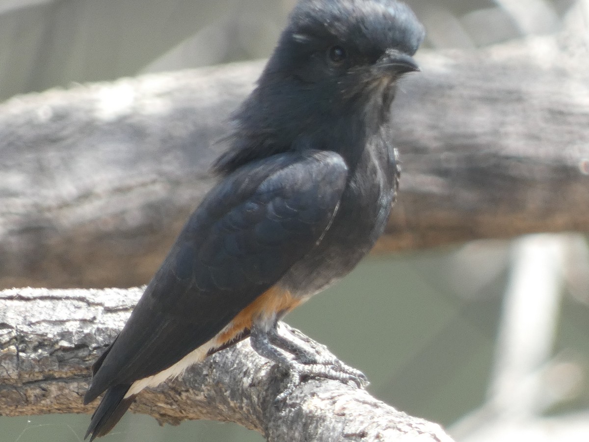 Buco Golondrina - ML611988192