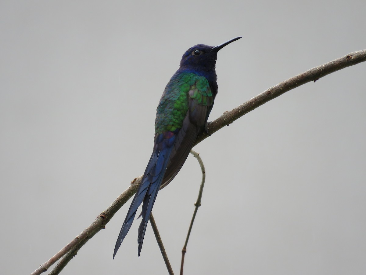 Swallow-tailed Hummingbird - Sergio luiz Carniel