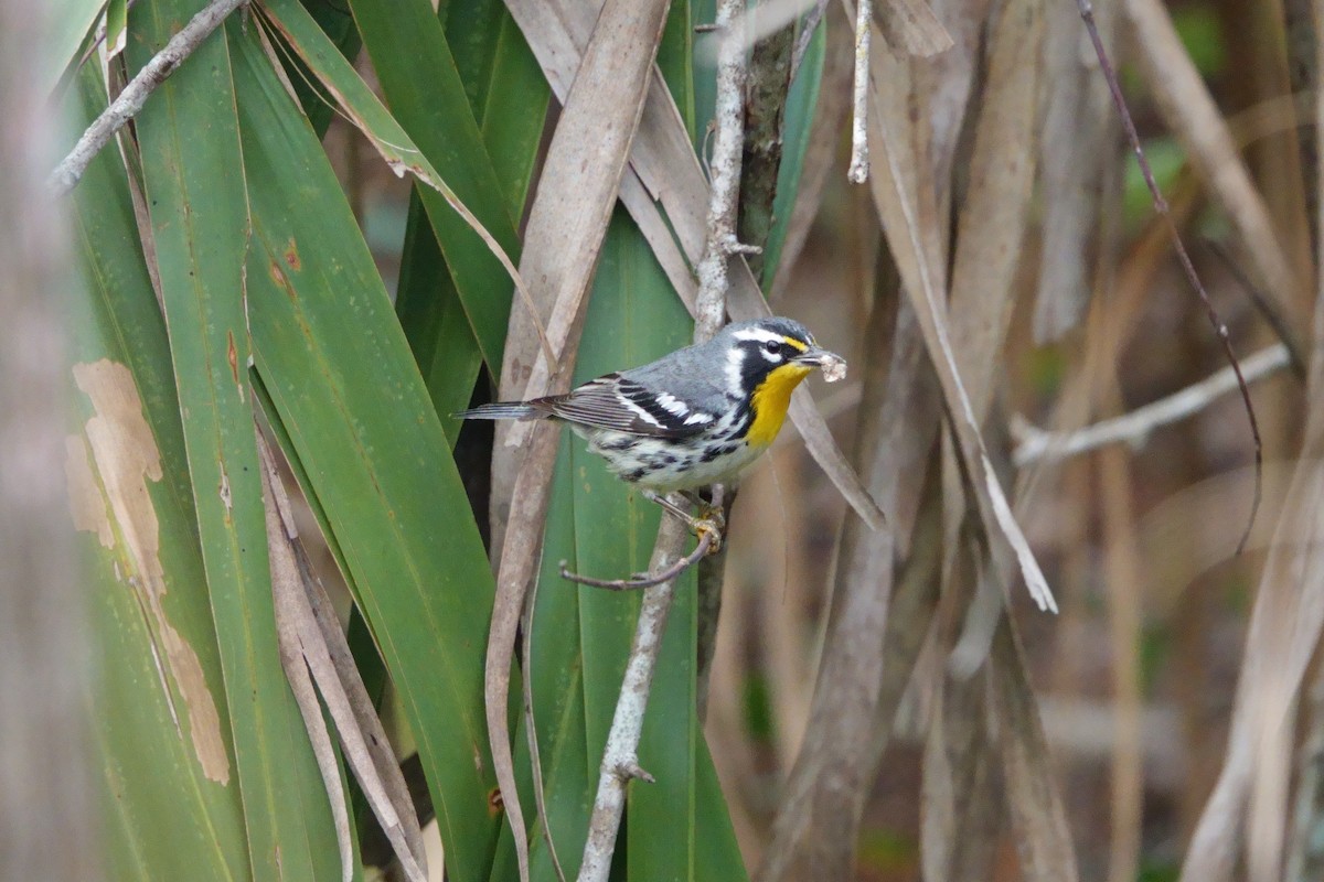 Yellow-throated Warbler - ML611988730