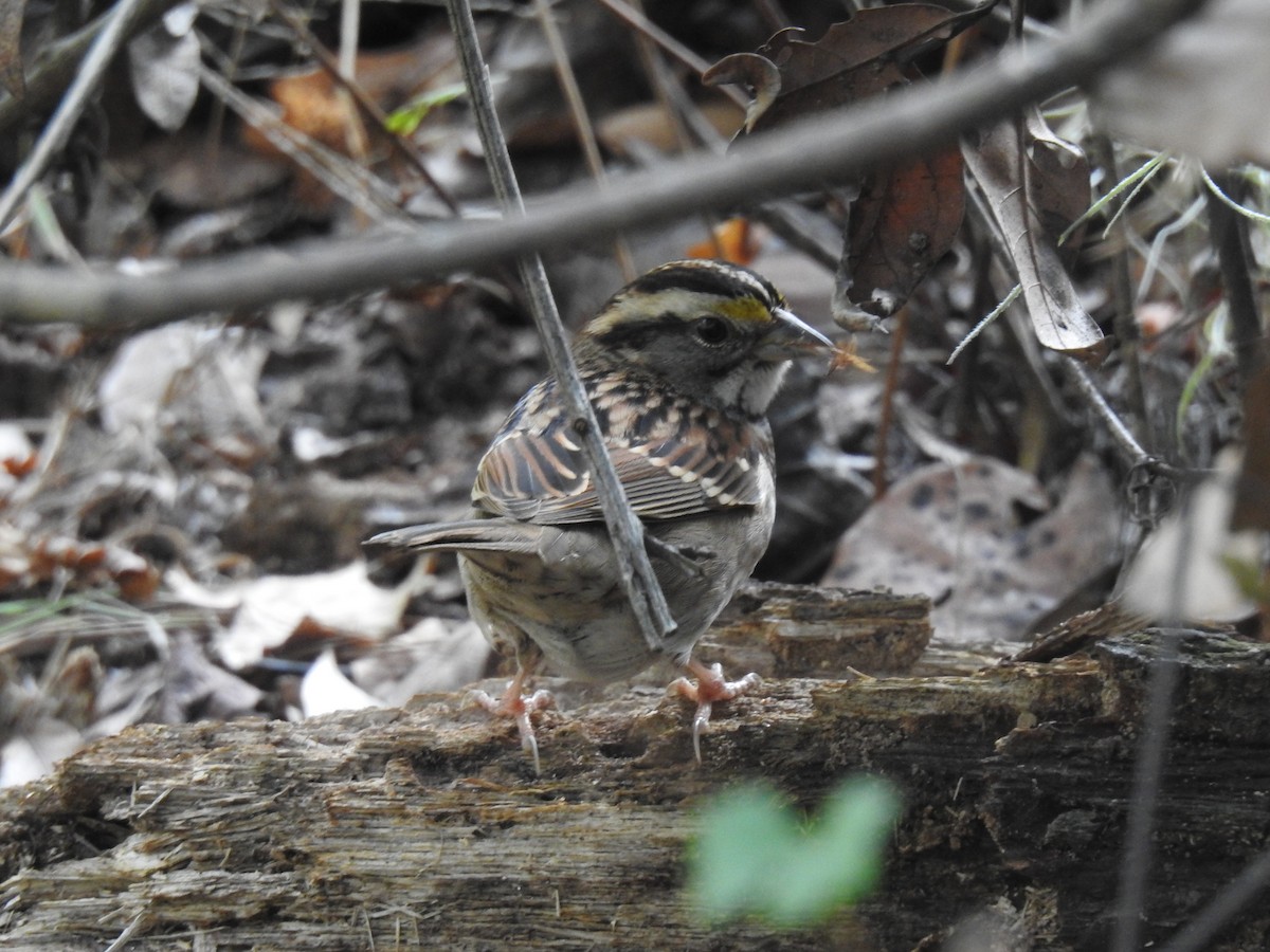 White-throated Sparrow - ML611988798