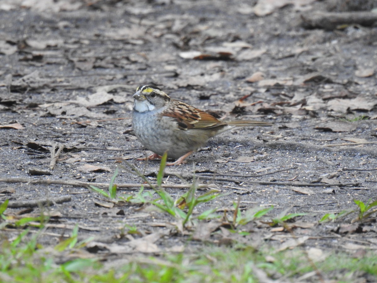 White-throated Sparrow - ML611988805