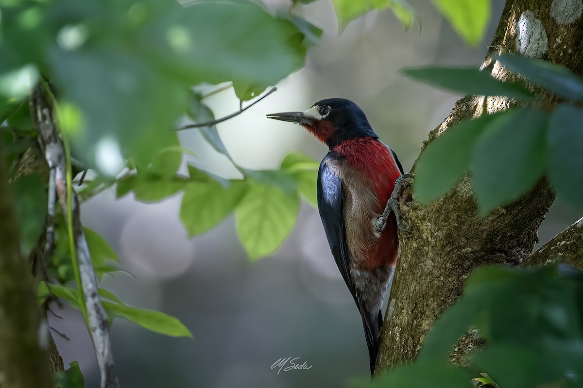 Puerto Rican Woodpecker - ML611989258