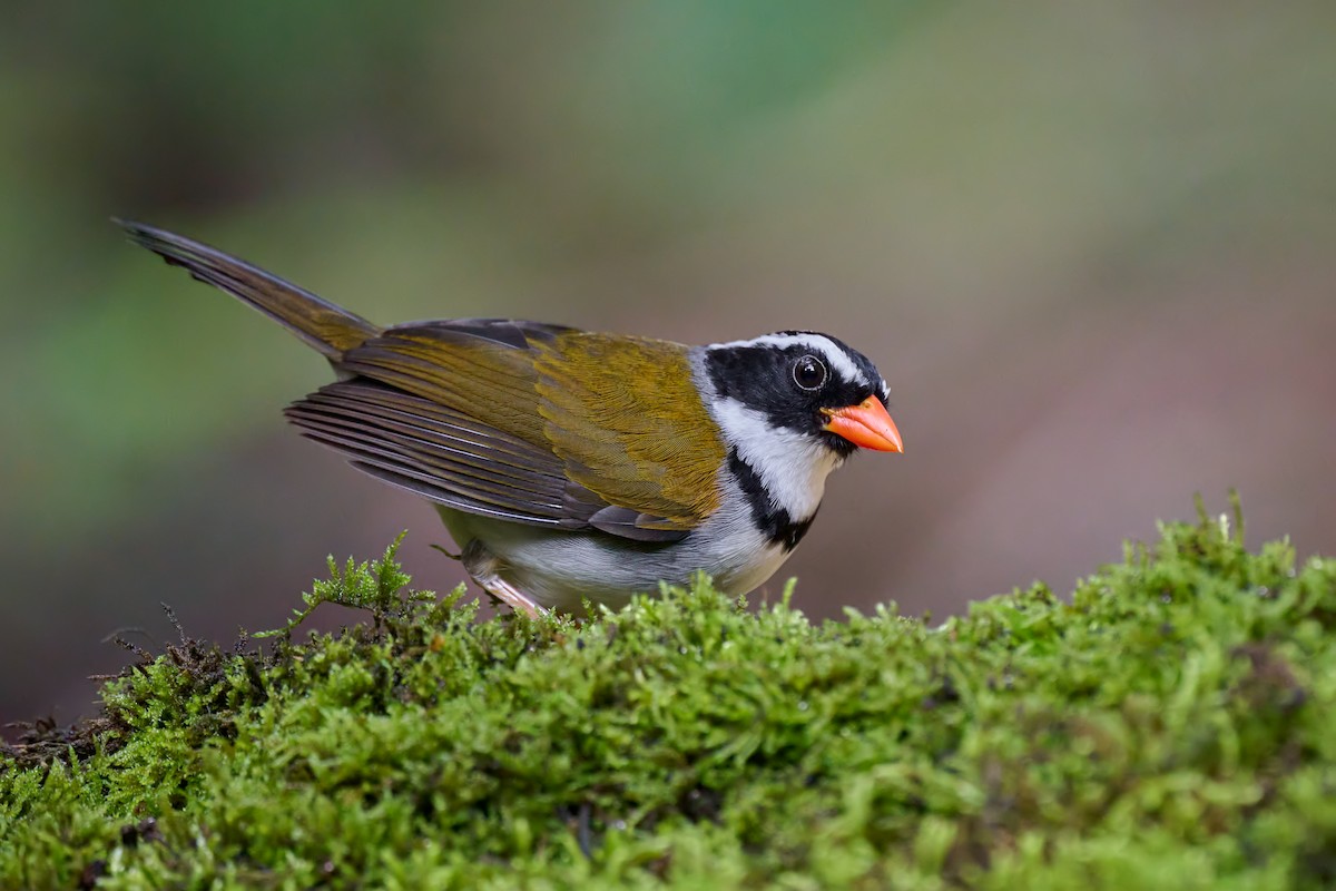 Orange-billed Sparrow - ML611989281