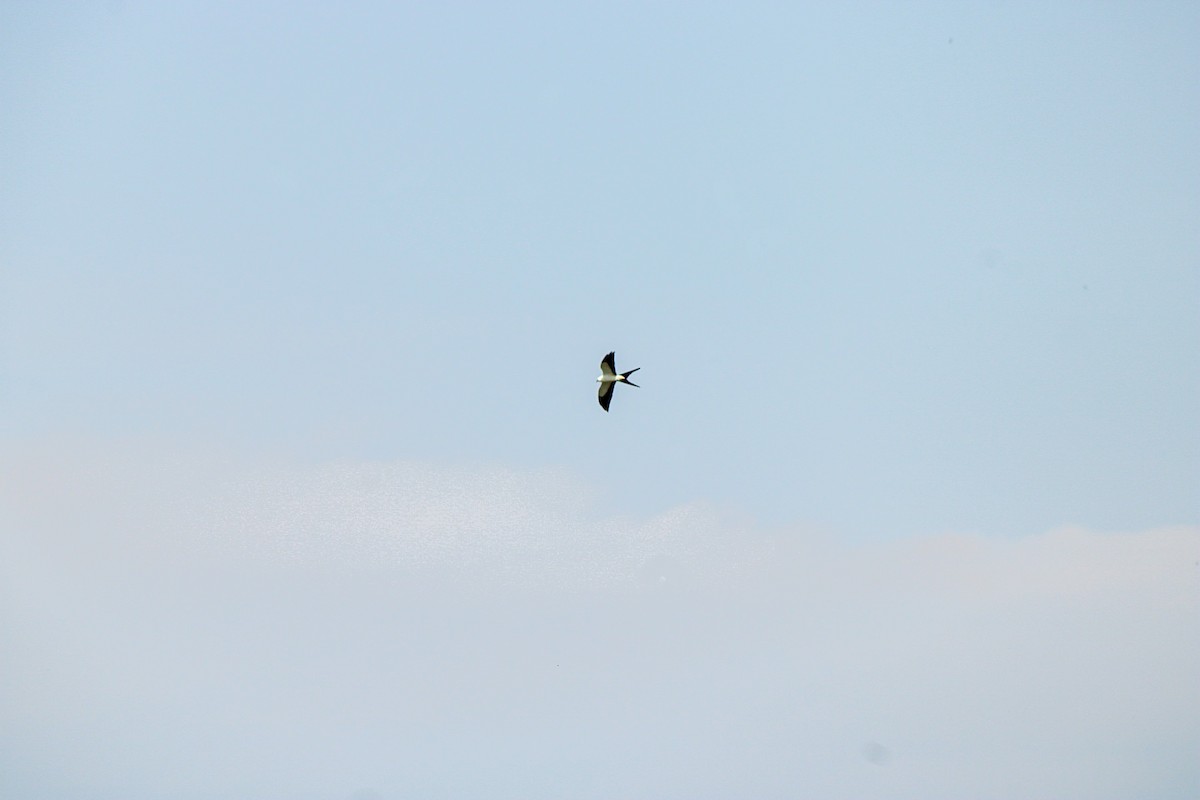 Swallow-tailed Kite - ML611989370