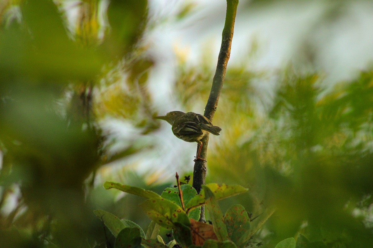 Pearly-vented Tody-Tyrant - ML611989436