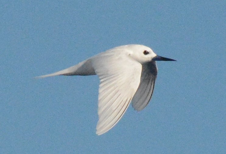 White Tern - ML611989462