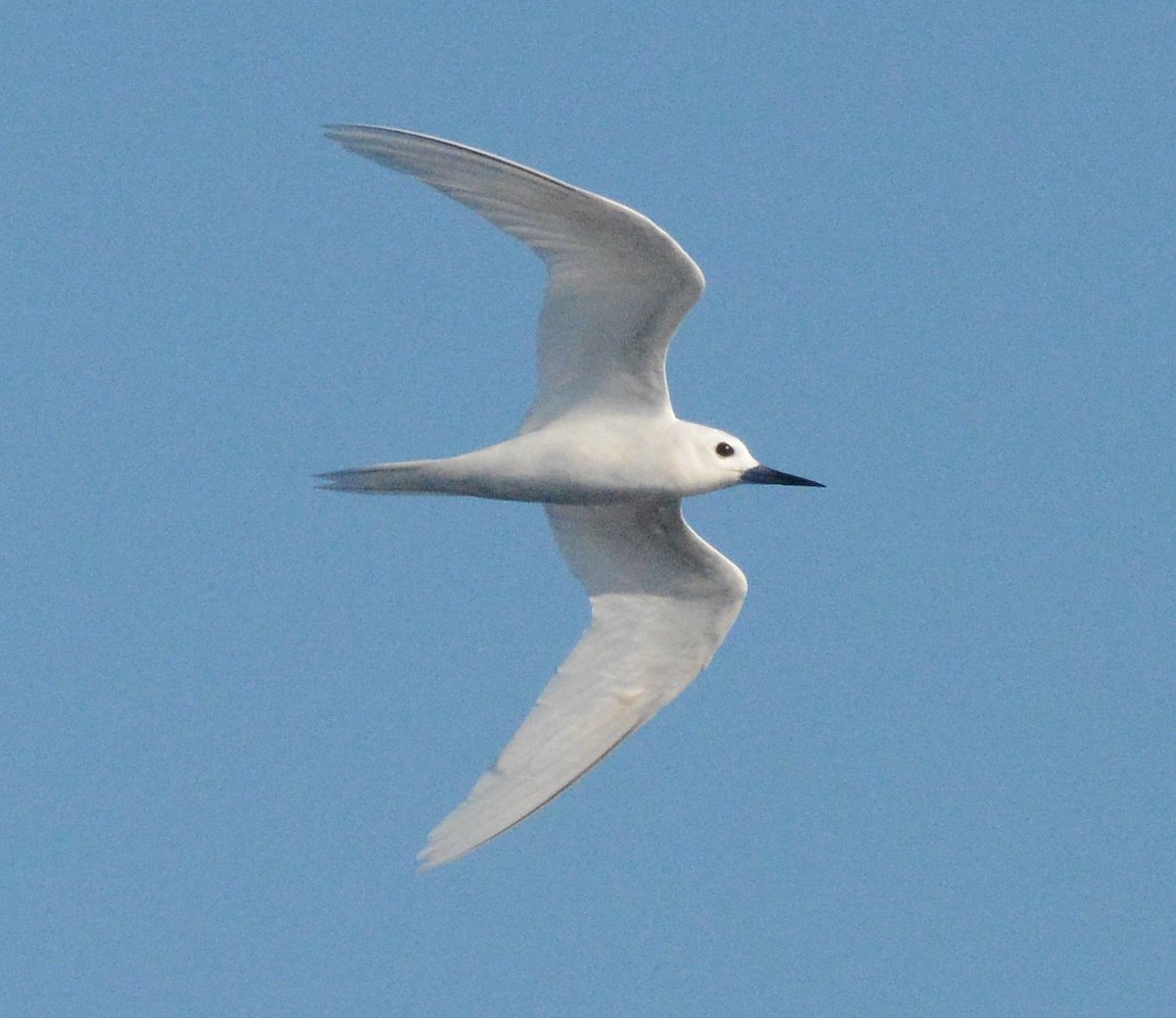 White Tern - ML611989463