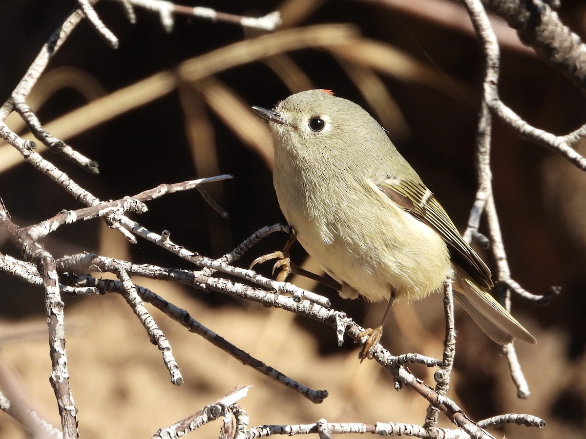 Ruby-crowned Kinglet - James Maley