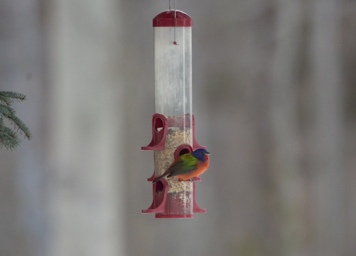 Painted Bunting - ML611989879