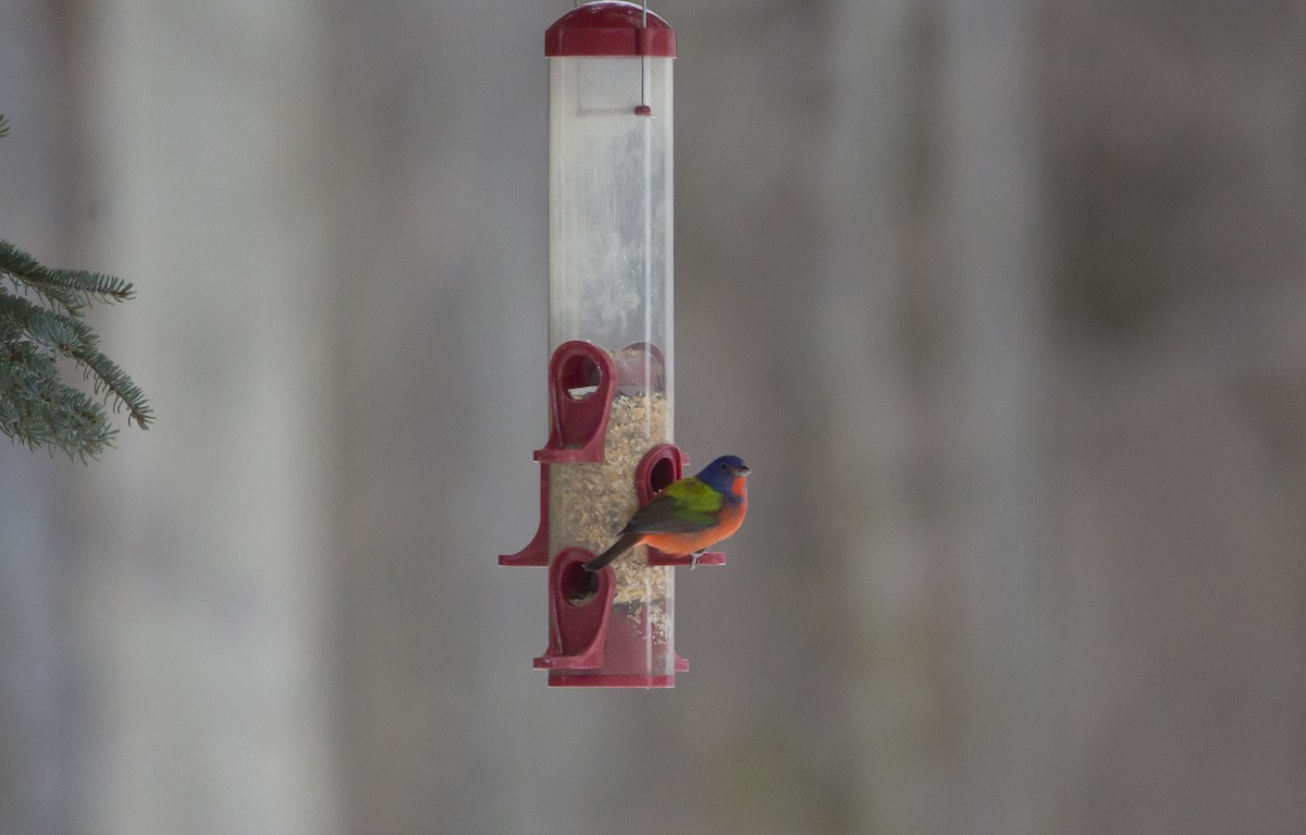 Painted Bunting - ML611990140