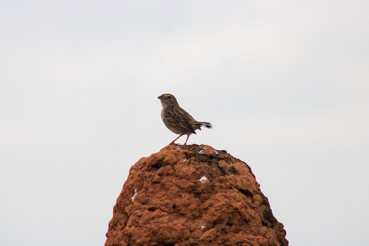 Grassland Sparrow - ML611990171