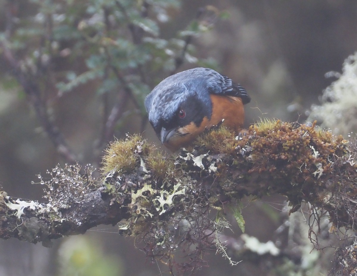 Chestnut-bellied Mountain Tanager - ML611990383